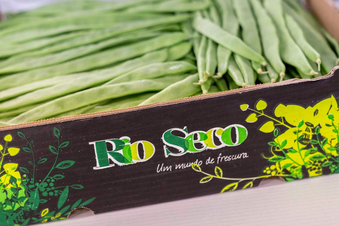 Hortafina Horticultural Production Morocco Green Beans