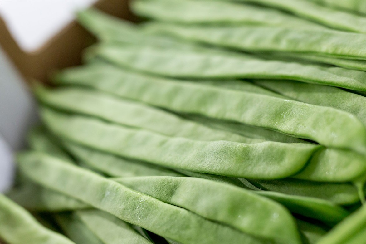 Hortafina Horticultural Production Morocco Green Beans